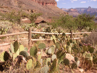 Prairie de cactus