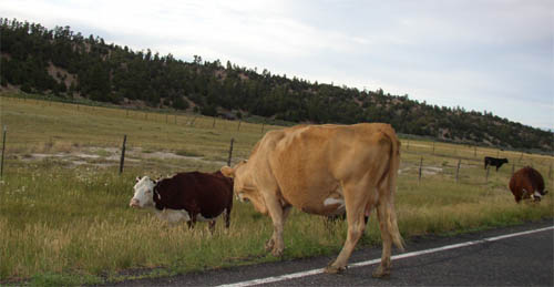 Oh les zolies vaches sur la route