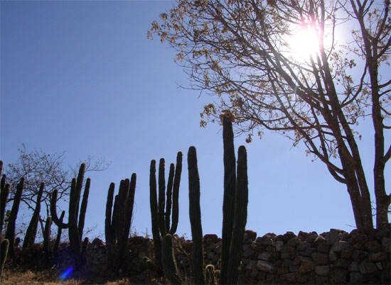 Cactus de belle taille avec ciel ensoleillé