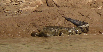 Deux crocodiles...
