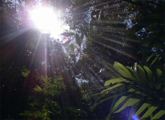 Soleil perçant le feuillage de la forêt équatorial